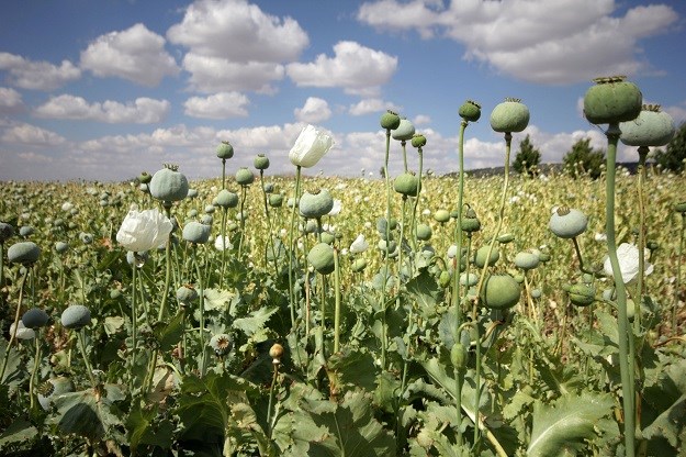 Proizvodnja opijuma u Afganistanu skočila za 43 posto